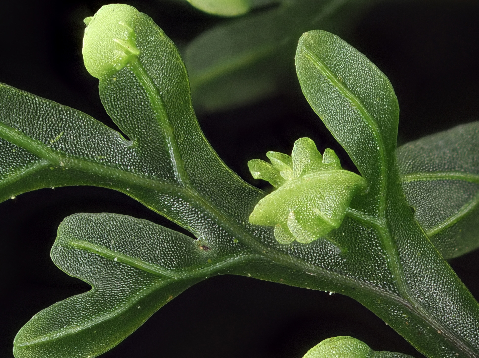 Hymenophyllum
