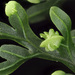 Hymenophyllum - Photo (c) David Hutchinson, algunos derechos reservados (CC BY-NC), subido por David Hutchinson
