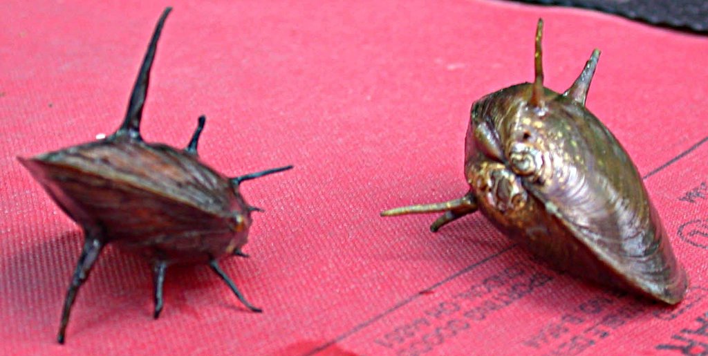 Altamaha Spiny Mussel