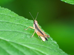 Orphulella concinnula