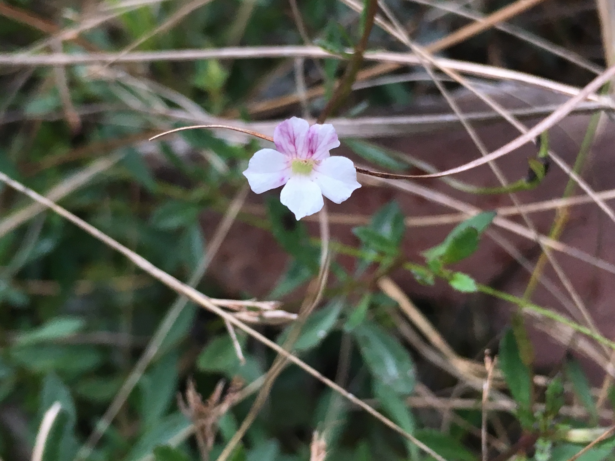 Common Axil-Flower (Mecardonia acuminata)