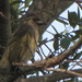 Woodward's Barbet - Photo (c) Gawie Malan, some rights reserved (CC BY-NC), uploaded by Gawie Malan