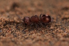 Pseudomethoca athamas