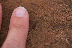 Pseudomethoca athamas