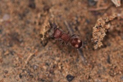 Pseudomethoca athamas