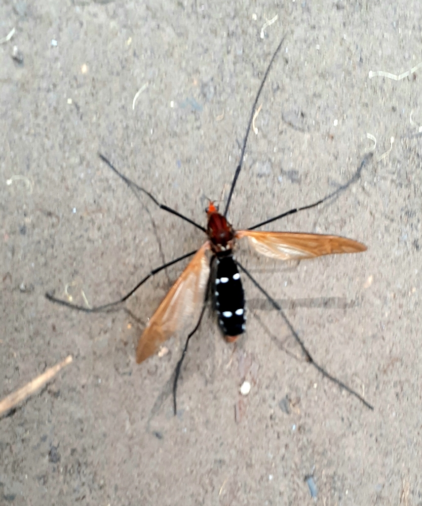 Clytocosmus nichollsi