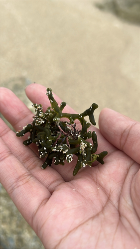 Codium edule, 2026-03-19