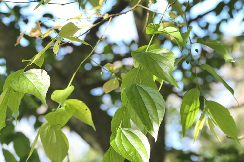 Celtis tetrandra