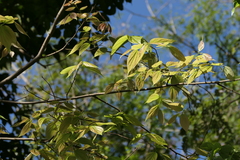 Celtis tetrandra, photograph (c) Dinesh Valke, some rights reserved (CC BY-SA)