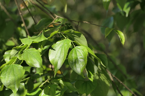 Celtis tetrandra, photograph 2