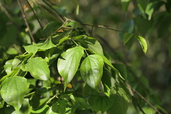 Celtis tetrandra, photograph (c) Dinesh Valke, some rights reserved (CC BY-SA)