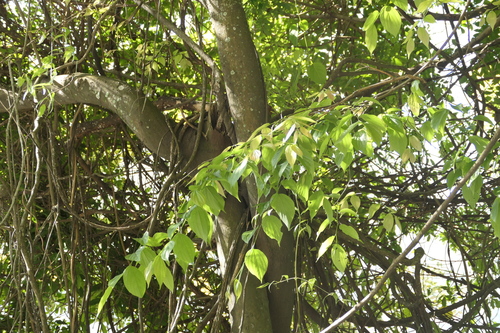 Celtis tetrandra, photograph 3