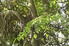 Celtis tetrandra, photograph (c) Dinesh Valke, some rights reserved (CC BY-SA)