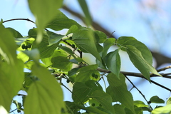 Celtis tetrandra, photograph (c) Dinesh Valke, some rights reserved (CC BY-SA)