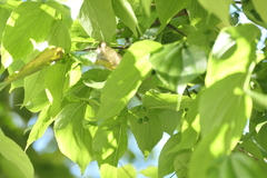 Celtis tetrandra, photograph (c) Dinesh Valke, some rights reserved (CC BY-SA)
