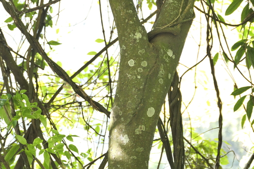 Celtis tetrandra, photograph 6