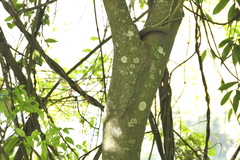 Celtis tetrandra, photograph (c) Dinesh Valke, some rights reserved (CC BY-SA)