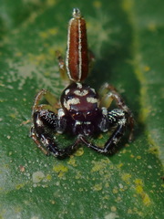 Gophoini