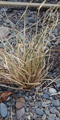 Carex pumila