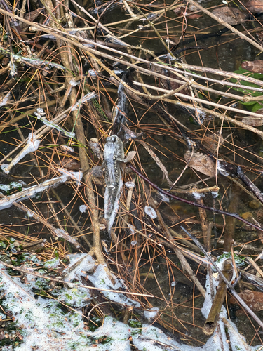 Periophthalmus argentilineatus