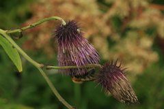 Cirsium kamtschaticum