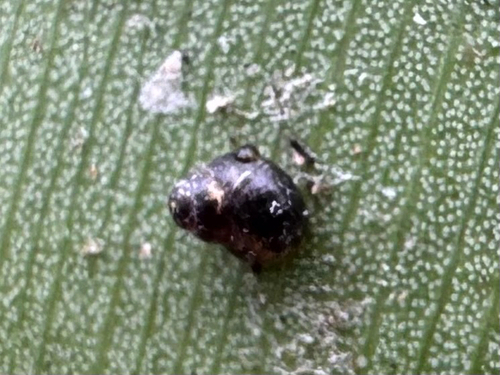 Elasmias fuscum observed 2026-04-03