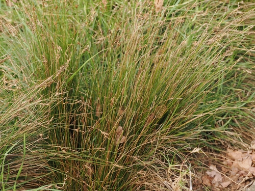Andes Rush (Juncus imbricatus)