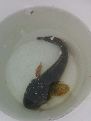 Specklefin midshipman (Porichthys myriaster) — Batrachoididae — 3