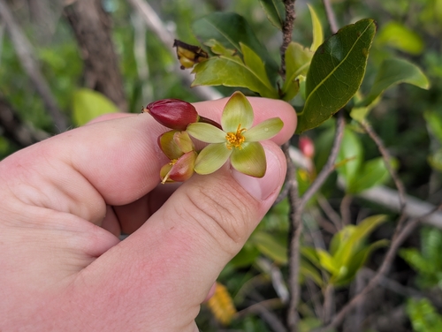 Ochna thomasiana (Ochna thomasiana)