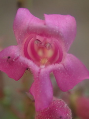 Penstemon clevelandii