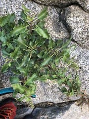 Penstemon clevelandii