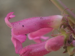 Penstemon clevelandii