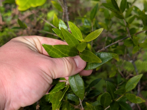 Maile (Alyxia stellata)
