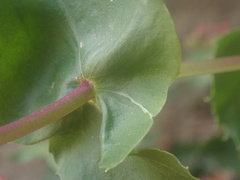 Penstemon clevelandii