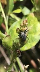 Chalcodermus aeneus