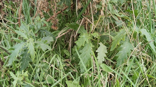 Jagged Fireweed (Senecio biserratus)