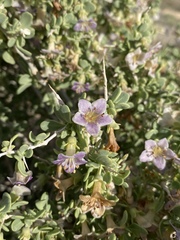 Lycium pallidum oligospermum