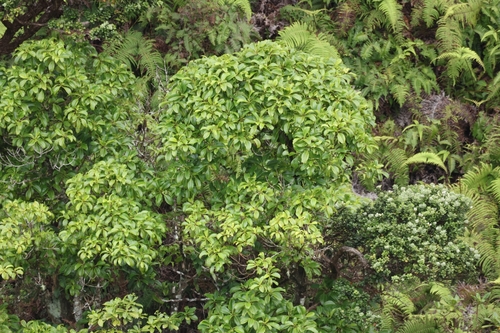 'Ahakea Lau Nui (Bobea elatior)
