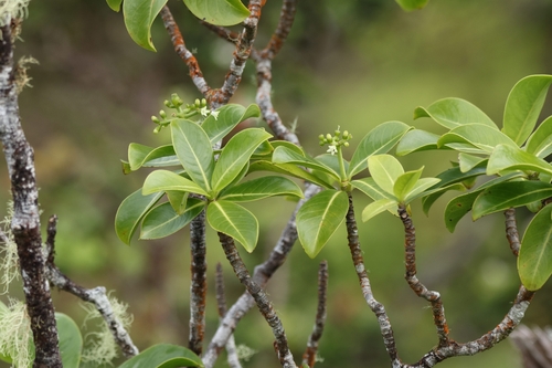 Kōpiko (Psychotria mariniana)