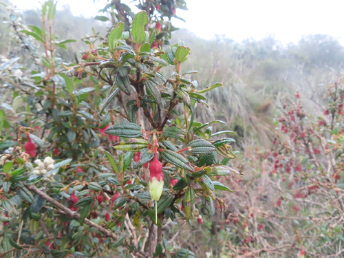 Incan earring (Brachyotum ledifolium)
