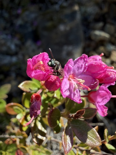kalmiopsis (Kalmiopsis leachiana)