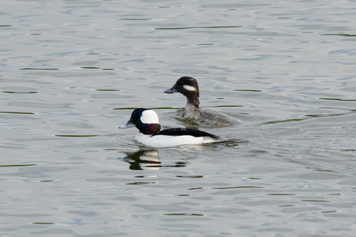 iNaturalist observation photo of Bufflehead