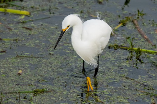 iNaturalist observation photo of Snowy Egret