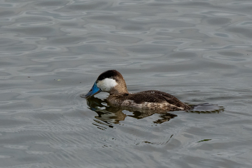 iNaturalist observation photo of Ruddy Duck