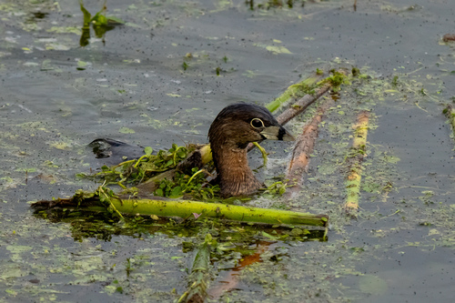iNaturalist observation photo of Pied-billed Grebe