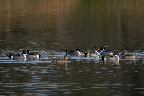 iNaturalist observation photo of Northern Pintail