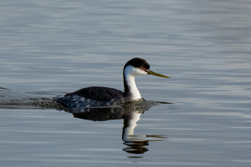 iNaturalist observation photo of Western Grebe