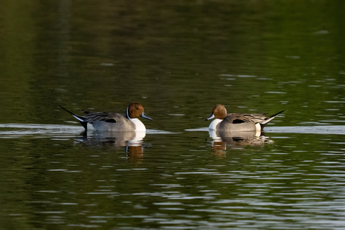 iNaturalist observation photo of Northern Pintail