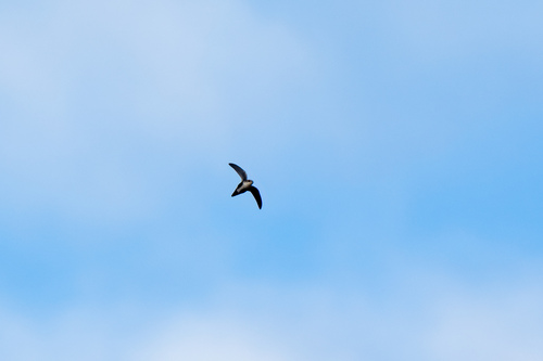iNaturalist observation photo of White-throated Swift