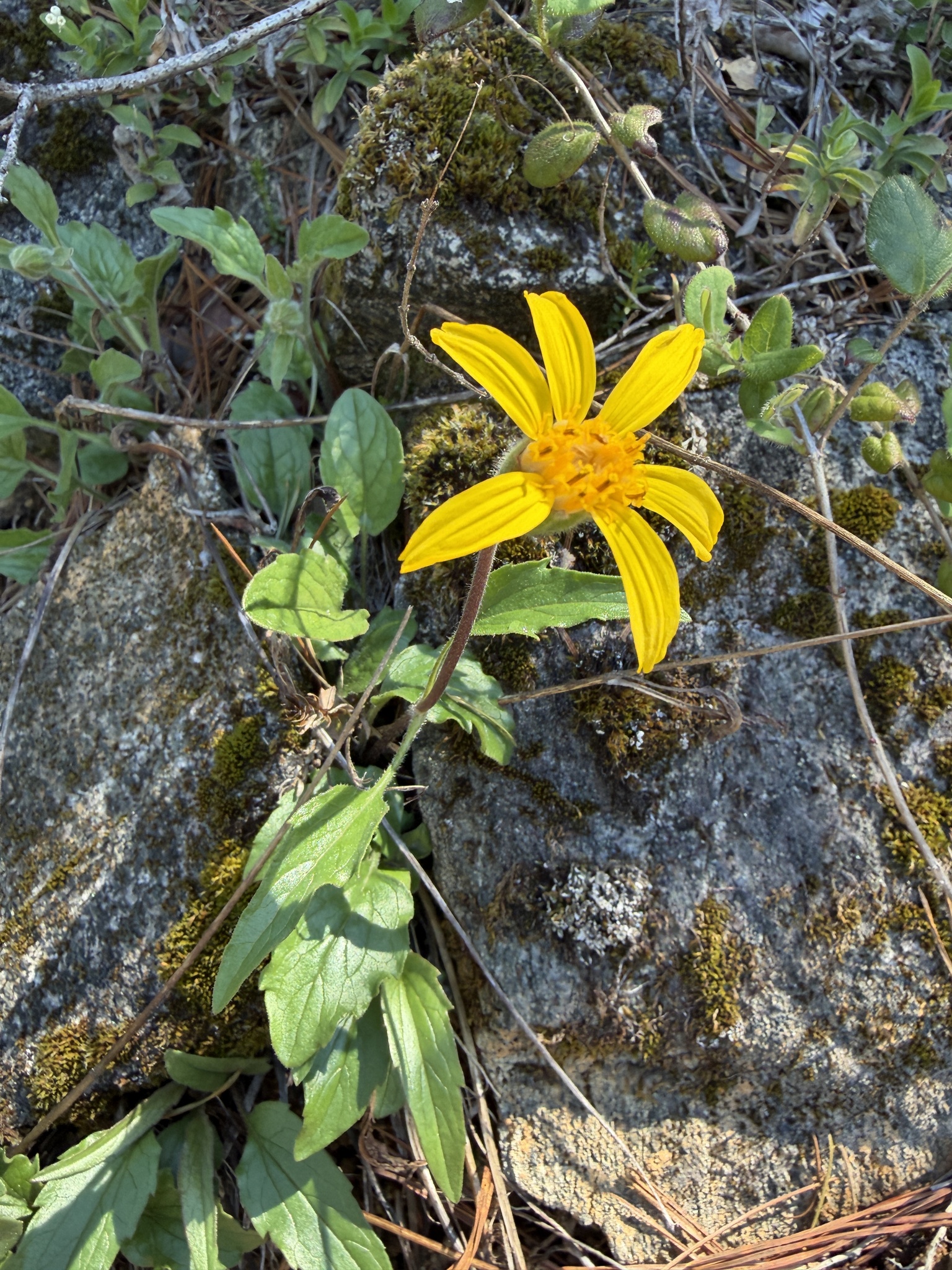 Serpentine Arnica (Arnica cernua)